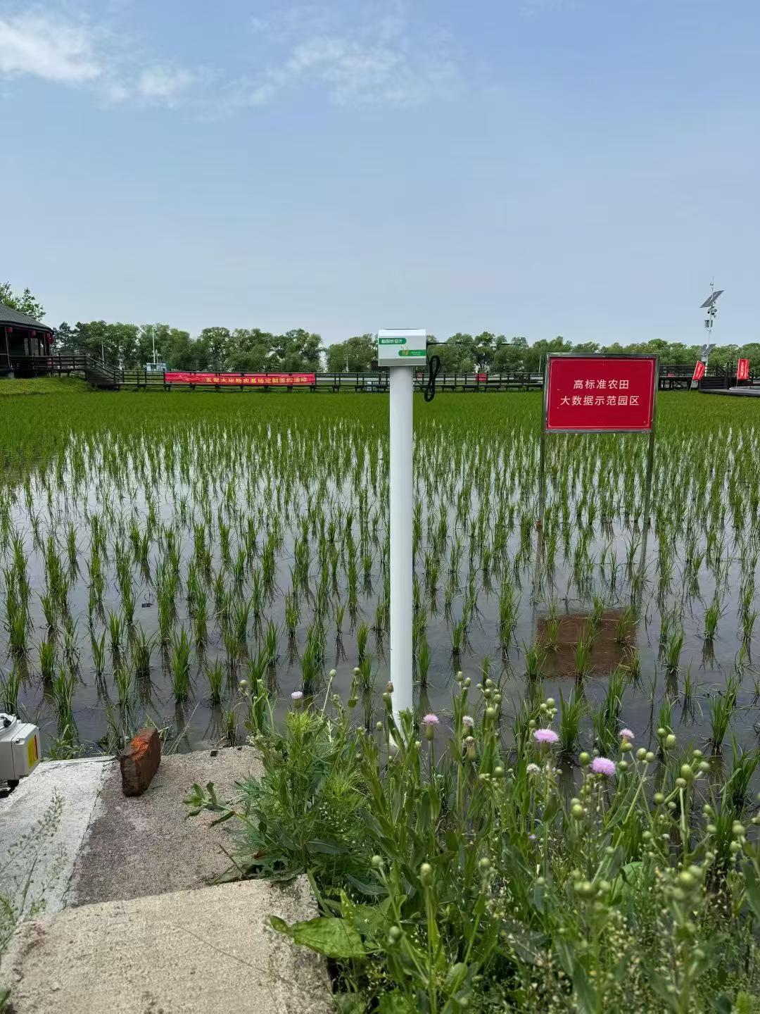 灌区信息化建设-稻田水位计