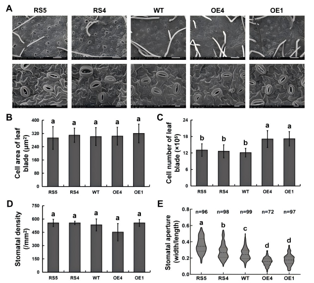 圖4.png DAP-seq助力揭示PagHSF4調控楊樹生長發育與耐鹽性的分子機制