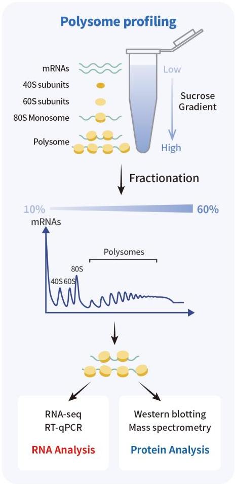 WPS图片(2).jpeg WPS图片(2).jpeg