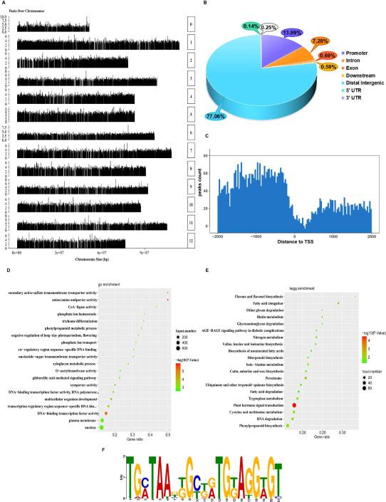DAP-seq和RNA-seq联合助力揭示SmBBX22调控茄子花青素合成的分子机制